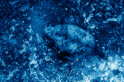 Bubble Eyed Leaf Face Frozen Beneath River Ice (Blue Shade Photo)