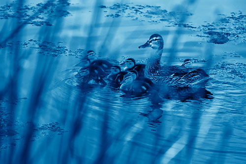Ducklings Surround Mother Mallard (Blue Shade Photo)
