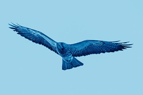 Flying Rough Legged Hawk Patrolling Sky (Blue Shade Photo)