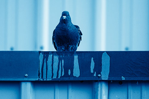 Glaring Pigeon Keeping Watch Along Steel Roof Edge (Blue Shade Photo)