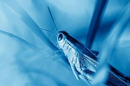 Grasshopper Clasps Ahold Multiple Grass Blades (Blue Shade Photo)