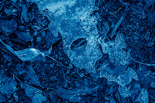 Half Melted Ice Face Atop Dead Leaves (Blue Shade Photo)