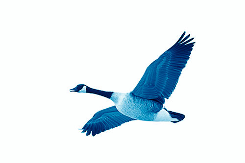 Honking Goose Soaring The Sky (Blue Shade Photo)