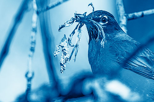 Mouthful American Robin Collecting Nest Straw (Blue Shade Photo)