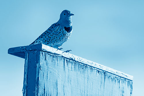 Northern Flicker Woodpecker Keeping Watch Atop Birdhouse (Blue Shade Photo)