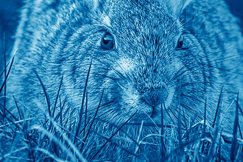 Resting Bunny Rabbit Watches Closely Among Grass Blades (Blue Shade Photo)
