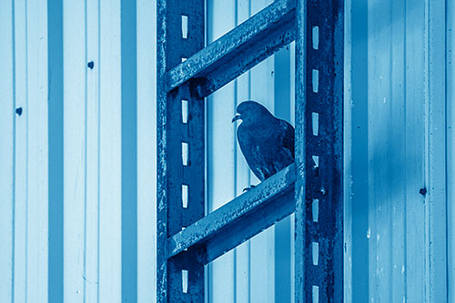 Rusted Ladder Pigeon Keeping Watch (Blue Shade Photo)