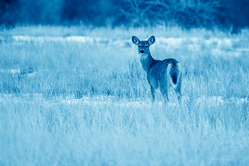 White Tailed Deer Gazing Backwards Among Snowy Field (Blue Shade Photo)