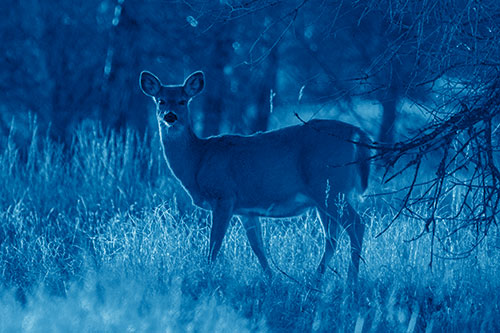 White Tailed Deer Spots Intruder Beside Dead Tree (Blue Shade Photo)