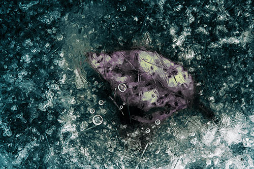 Bubble Eyed Leaf Face Frozen Beneath River Ice (Blue Tint Photo)