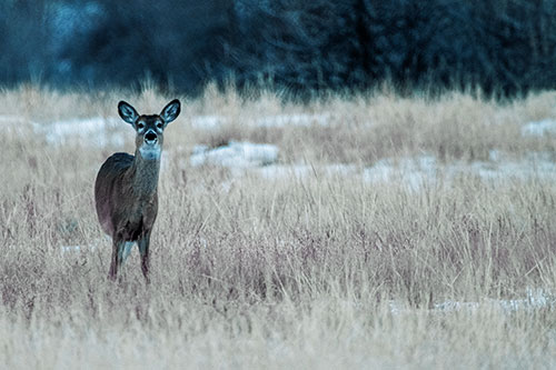 Curious White Tailed Deer Watching Among Snowy Field (Blue Tint Photo)