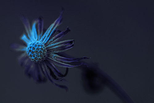 Dried Curling Snowflake Aster Among Darkness (Blue Tint Photo)