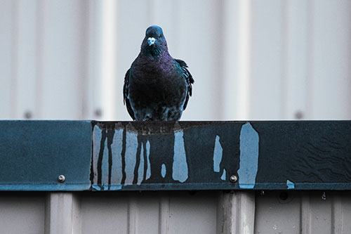 Glaring Pigeon Keeping Watch Along Steel Roof Edge (Blue Tint Photo)