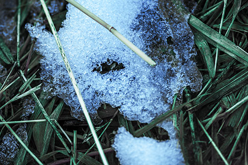 Half Melted Ice Face Smirking Among Reed Grass (Blue Tint Photo)