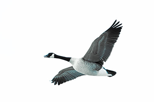 Honking Goose Soaring The Sky (Blue Tint Photo)