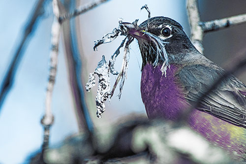 Mouthful American Robin Collecting Nest Straw (Blue Tint Photo)