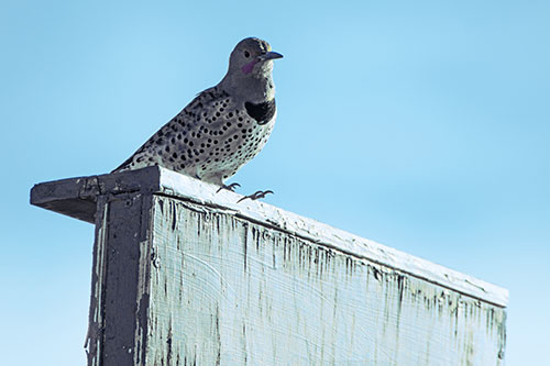Northern Flicker Woodpecker Keeping Watch Atop Birdhouse (Blue Tint Photo)