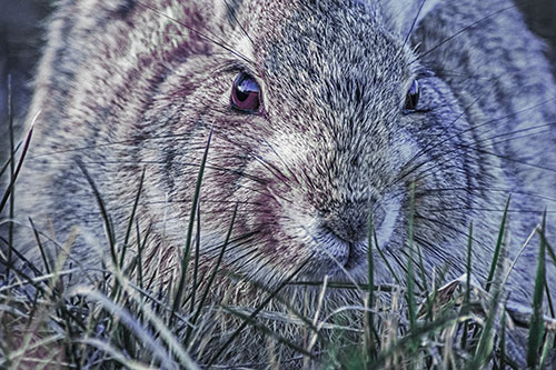 Resting Bunny Rabbit Watches Closely Among Grass Blades (Blue Tint Photo)