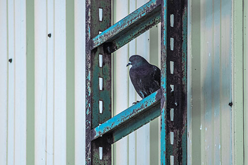 Rusted Ladder Pigeon Keeping Watch (Blue Tint Photo)