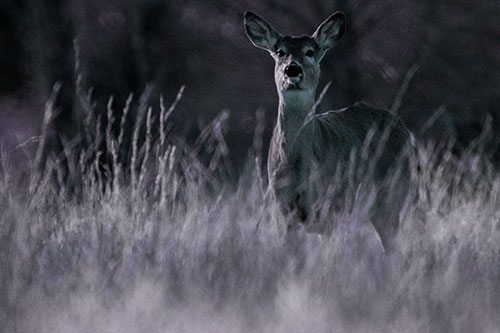 White Tailed Deer Stares Behind Feather Reed Grass (Blue Tint Photo)