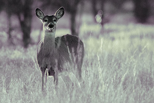 White Tailed Deer Watches With Anticipation (Blue Tint Photo)