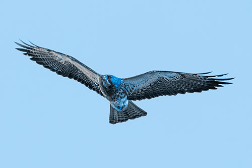 Flying Rough Legged Hawk Patrolling Sky (Blue Tone Photo)
