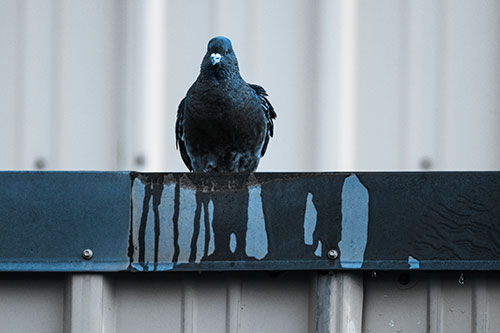 Glaring Pigeon Keeping Watch Along Steel Roof Edge (Blue Tone Photo)