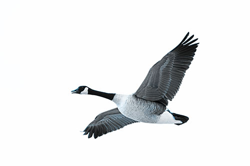 Honking Goose Soaring The Sky (Blue Tone Photo)