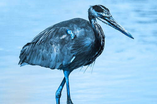Hungry Great Blue Heron Spots Swimming Fish (Blue Tone Photo)