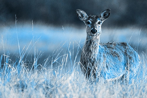 Motionless White Tailed Deer Watches Among Tall Grass (Blue Tone Photo)