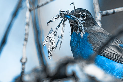 Mouthful American Robin Collecting Nest Straw (Blue Tone Photo)