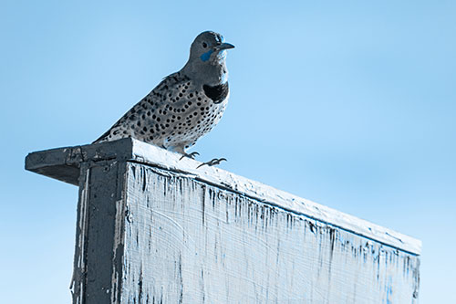 Northern Flicker Woodpecker Keeping Watch Atop Birdhouse (Blue Tone Photo)