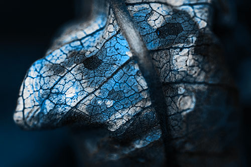 Rotting Veined Leaf Stem Face (Blue Tone Photo)