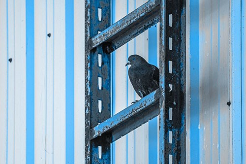 Rusted Ladder Pigeon Keeping Watch (Blue Tone Photo)
