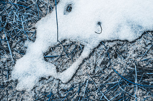 Screaming Stick Eyed Snow Face Among Grass (Blue Tone Photo)
