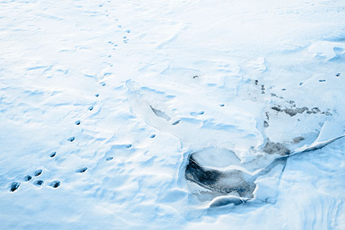 V Shaped Footprint Path Across Frozen Snow Covered River (Blue Tone Photo)
