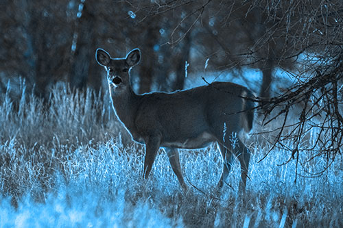 White Tailed Deer Spots Intruder Beside Dead Tree (Blue Tone Photo)