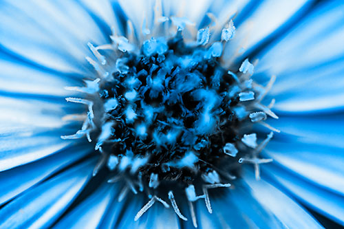 Withering Aster Flower Head (Blue Tone Photo)