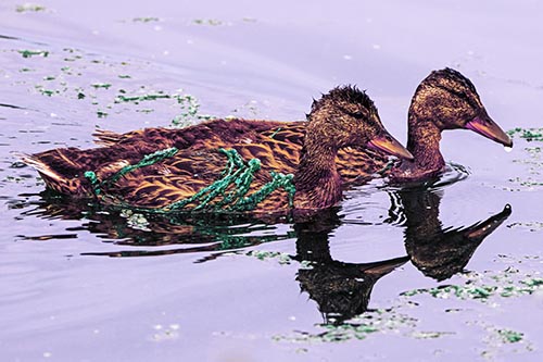 Algae Coated Female Mallard Ducks Swimming In Unison