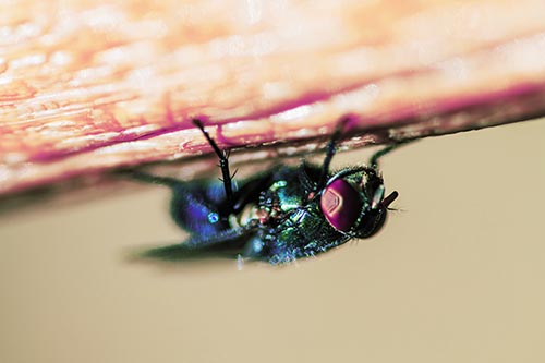 Big Eyed Blow Fly Perched Upside Down