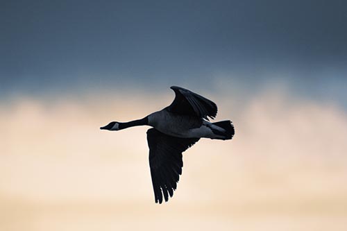 Canadian Goose Flying Among Sunrise