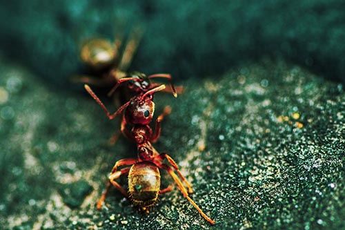 Carpenter Ants Battling Over Territory