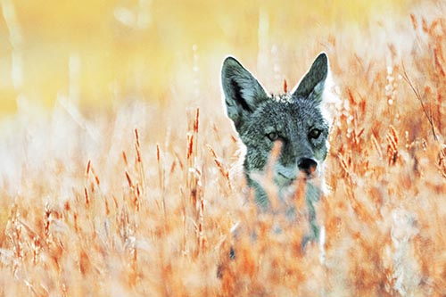 Coyote Peeking Head Above Feather Reed Grass