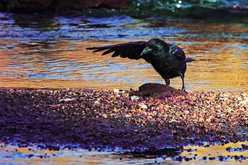 Crow Pointing Upstream Using Wing