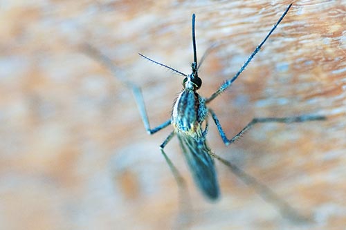 Mosquito Pictures