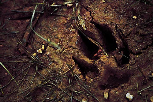 Deep Muddy Dog Footprint