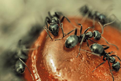 Excited Carpenter Ants Feasting Among Sugary Food Source