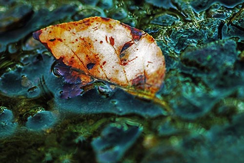 Floating Leaf Face Smirking Among Algae