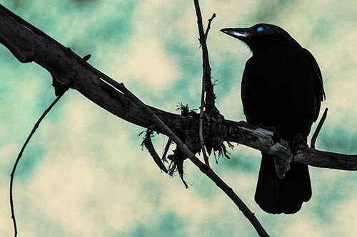 Glazed Eyed Crow Gazing Sideways Along Sloping Tree Branch