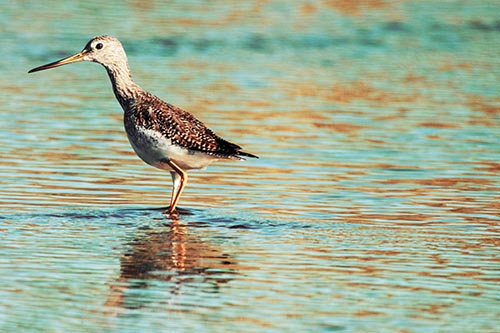 Greater Yellowlegs Wading Among Rippling River Water